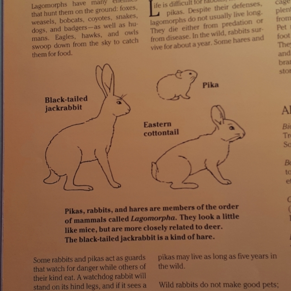 Child's Rabbit Book - Picture 5 of 7